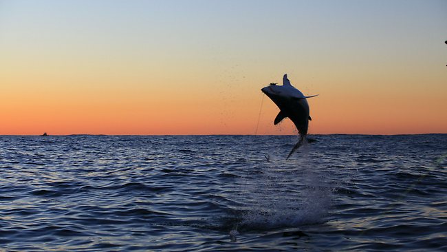 Gamefishers play tag with mako sharks off Sydney